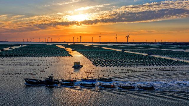 (251027) -- JINAN, Oct. 27, 2025 (Xinhua) -- A drone photo taken on Oct. 23, 2025 shows fishermen working at Sanggou Bay in Weihai, east China's Shandong Province. In recent years, Shandong Province has launched initiatives to build beautiful bays through nearshore pollution control, marine ecosystem protection, and coastal environment improvement.
  The overall quality of the marine ecology here has continued to improve, and six bays across the province have been recognized as outstanding examples of "beautiful bays" by the Ministry of Ecology and Environment. (Photo by Li Xinjun/Xinhua)