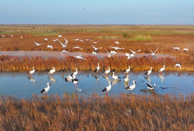 (251027) -- JINAN, Oct. 27, 2025 (Xinhua) -- A drone photo taken on Oct. 21, 2025 shows oriental white storks and Eurasian spoonbills at Yellow River Estuary in Dongying, east China's Shandong Province. In recent years, Shandong Province has launched initiatives to build beautiful bays through nearshore pollution control, marine ecosystem protection, and coastal environment improvement.
  The overall quality of the marine ecology here has continued to improve, and six bays across the province have been recognized as outstanding examples of "beautiful bays" by the Ministry of Ecology and Environment. (Photo by Zhou Guangxue/Xinhua)