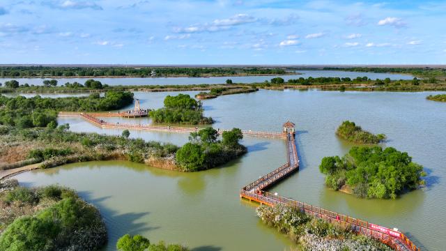 (251027) -- JINAN, Oct. 27, 2025 (Xinhua) -- A drone photo taken on Oct. 20, 2025 shows a view of Yellow River Estuary in Dongying, east China's Shandong Province. In recent years, Shandong Province has launched initiatives to build beautiful bays through nearshore pollution control, marine ecosystem protection, and coastal environment improvement.
  The overall quality of the marine ecology here has continued to improve, and six bays across the province have been recognized as outstanding examples of "beautiful bays" by the Ministry of Ecology and Environment. (Photo by Zhou Guangxue/Xinhua)