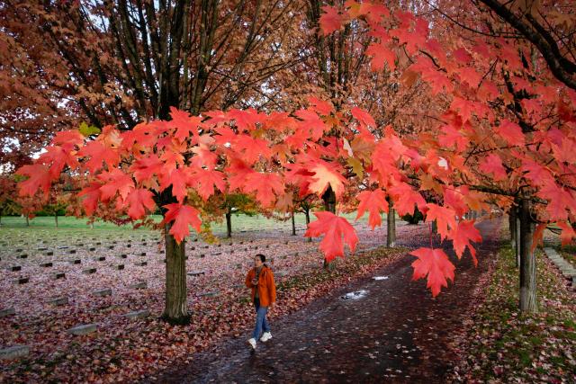 (251027) -- VANCOUVER, Oct. 27, 2025 (Xinhua) -- A woman walks under a canopy of autumn foliage along a street in Vancouver, British Columbia, Canada, Oct. 27, 2025. (Photo by Liang Sen / Xinhua)