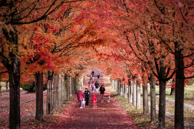 (251027) -- VANCOUVER, Oct. 27, 2025 (Xinhua) -- People walk under a canopy of autumn foliage along a street in Vancouver, British Columbia, Canada, Oct. 27, 2025. (Photo by Liang Sen / Xinhua)
