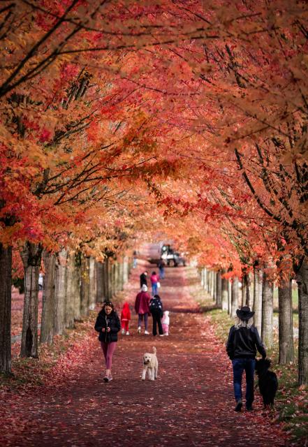 (251027) -- VANCOUVER, Oct. 27, 2025 (Xinhua) -- People walk under a canopy of autumn foliage along a street in Vancouver, British Columbia, Canada, Oct. 27, 2025. (Photo by Liang Sen / Xinhua)