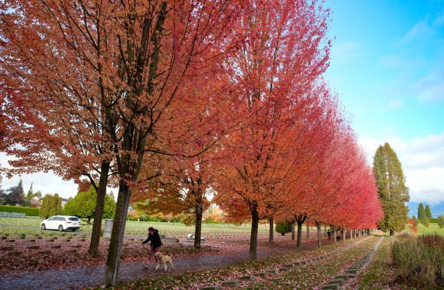 (251027) -- VANCOUVER, Oct. 27, 2025 (Xinhua) -- A woman walks under a canopy of autumn foliage along a street in Vancouver, British Columbia, Canada, Oct. 27, 2025. (Photo by Liang Sen / Xinhua)