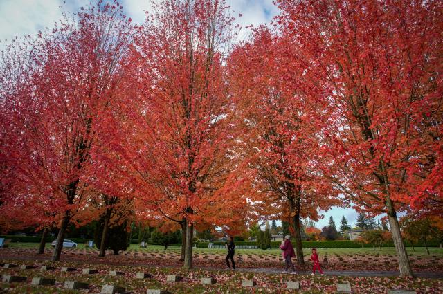(251027) -- VANCOUVER, Oct. 27, 2025 (Xinhua) -- People walk under a canopy of autumn foliage along a street in Vancouver, British Columbia, Canada, Oct. 27, 2025. (Photo by Liang Sen / Xinhua)