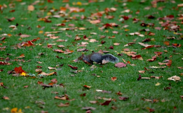 (251028) -- LONDON, Oct. 28, 2025 (Xinhua) -- A squirrel is seen in Regent's Park in London, Britain, Oct. 27, 2025. (Xinhua/Li Ying)