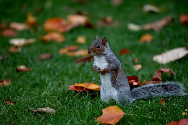 (251028) -- LONDON, Oct. 28, 2025 (Xinhua) -- A squirrel is seen in Regent's Park in London, Britain, Oct. 27, 2025. (Xinhua/Li Ying)