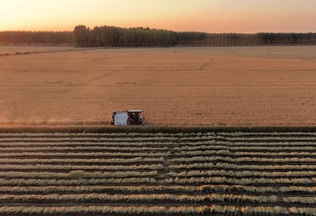 (251028) -- TANGSHAN, Oct. 28, 2025 (Xinhua) -- An aerial drone photo taken on Oct. 27, 2025 shows a farmer harvesting rice in a field in Fengnan District of Tangshan City, north China's Hebei Province. The rice harvest season has arrived in Tangshan City, where farmers are seizing the good weather to accelerate harvesting. (Xinhua/Yang Shiyao)