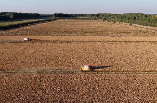 (251028) -- TANGSHAN, Oct. 28, 2025 (Xinhua) -- An aerial drone photo taken on Oct. 27, 2025 shows farmers harvesting rice in a field in Fengnan District of Tangshan City, north China's Hebei Province. The rice harvest season has arrived in Tangshan City, where farmers are seizing the good weather to accelerate harvesting. (Xinhua/Yang Shiyao)