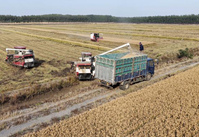 (251028) -- TANGSHAN, Oct. 28, 2025 (Xinhua) -- A drone photo taken on Oct. 27, 2025 shows farmers harvesting rice in a field in Fengnan District of Tangshan City, north China's Hebei Province. The rice harvest season has arrived in Tangshan City, where farmers are seizing the good weather to accelerate harvesting. (Xinhua/Yang Shiyao)
