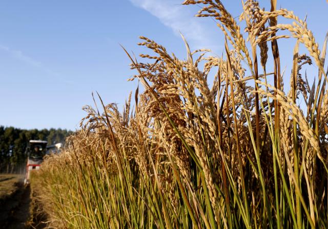 (251028) -- TANGSHAN, Oct. 28, 2025 (Xinhua) -- A farmer harvests rice in a field in Fengnan District of Tangshan City, north China's Hebei Province, Oct. 27, 2025. The rice harvest season has arrived in Tangshan City, where farmers are seizing the good weather to accelerate harvesting. (Xinhua/Yang Shiyao)