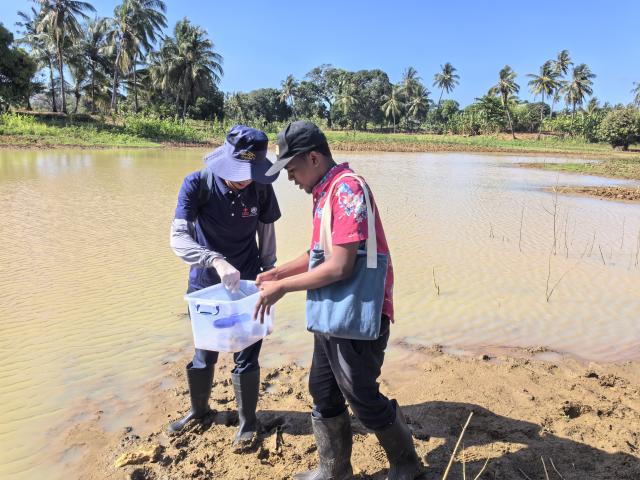 (251028) -- ZANZIBAR, Oct. 28, 2025 (Xinhua) -- This photo taken with a mobile phone shows a Chinese expert (L) working with a Tanzanian counterpart to collect snails for schistosomiasis research at a pond in Zanzibar, Tanzania, Oct. 16, 2025. TO GO WITH "Chinese experts help Zanzibar create 1st map to combat schistosomiasis" (Chinese expert team of schistosomiasis control project in Zanzibar/Handout via Xinhua)