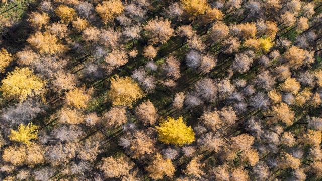 (251028) -- GUYUAN, Oct. 28, 2025 (Xinhua) -- An aerial drone photo taken on Oct. 26, 2025 shows the autumn scenery at the Liupanshan Mountain in Guyuan City, northwest China's Ningxia Hui Autonomous Region. (Xinhua/Wang Peng)