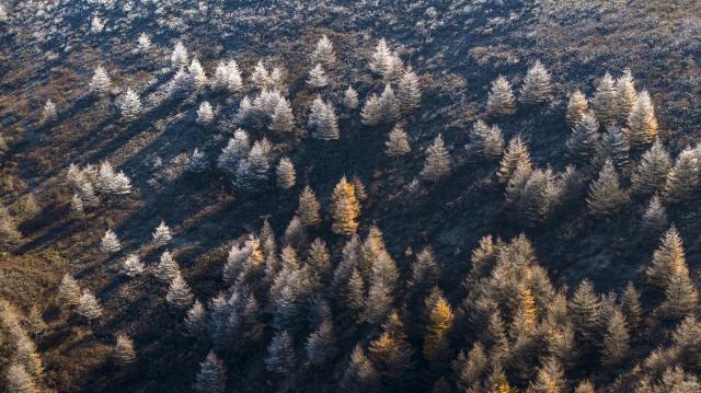 (251028) -- GUYUAN, Oct. 28, 2025 (Xinhua) -- An aerial drone photo taken on Oct. 27, 2025 shows the autumn scenery at the Liupanshan Mountain in Guyuan City, northwest China's Ningxia Hui Autonomous Region. (Xinhua/Wang Peng)