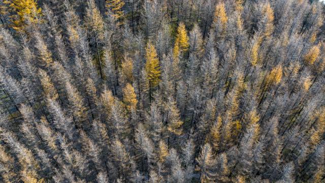 (251028) -- GUYUAN, Oct. 28, 2025 (Xinhua) -- An aerial drone photo taken on Oct. 26, 2025 shows the autumn scenery at the Liupanshan Mountain in Guyuan City, northwest China's Ningxia Hui Autonomous Region. (Xinhua/Wang Peng)