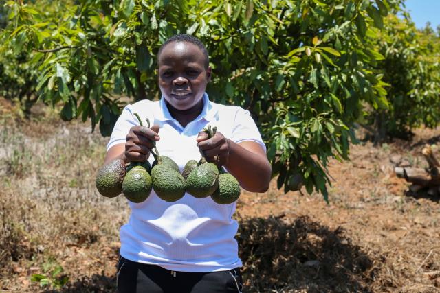 (251028) -- NJOMBE, Oct. 28, 2025 (Xinhua) -- Juliana Yotham Mwalyepelo, chief executive officer of Chrises Real Solutions Company Limited, displays freshly harvested avocados at a farm in Njombe, southern Tanzania, Oct. 25, 2025. TO GO WITH "Feature: Hope, friendship, and beyond -- Tanzanian 'green gold' to debut at China's import expo" (Xinhua/Nurdin Pallangyo)