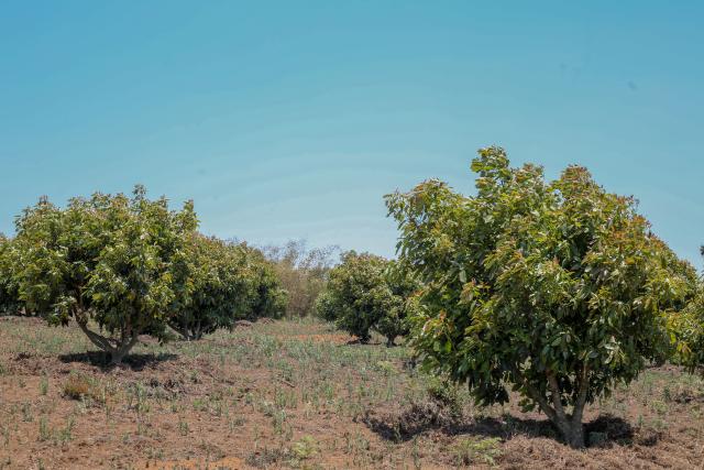 (251028) -- NJOMBE, Oct. 28, 2025 (Xinhua) -- This photo taken on Oct. 25, 2025 shows avocado trees thriving in the highlands of Njombe, southern Tanzania. TO GO WITH "Feature: Hope, friendship, and beyond -- Tanzanian 'green gold' to debut at China's import expo" (Xinhua/Nurdin Pallangyo)