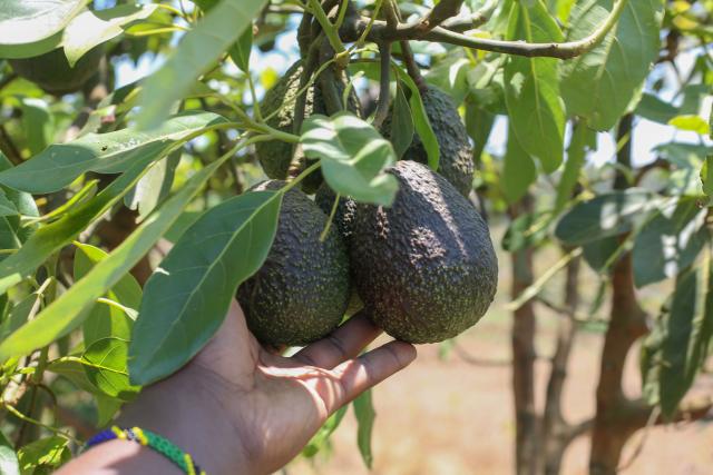 (251028) -- NJOMBE, Oct. 28, 2025 (Xinhua) -- Juliana Yotham Mwalyepelo, chief executive officer of Chrises Real Solutions Company Limited, displays avocados at a farm in Njombe, southern Tanzania, Oct. 25, 2025. TO GO WITH "Feature: Hope, friendship, and beyond -- Tanzanian 'green gold' to debut at China's import expo" (Xinhua/Nurdin Pallangyo)