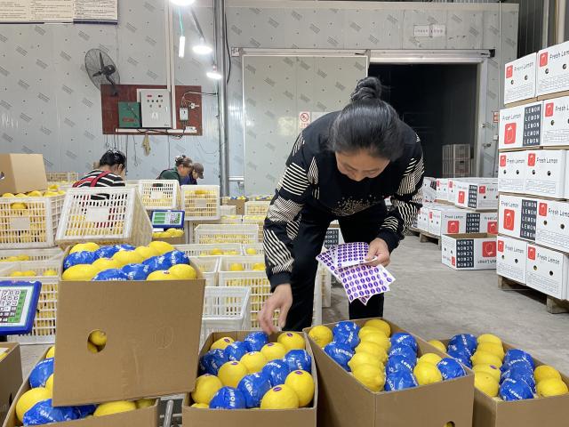 (251029) -- NANNING, Oct. 29, 2025 (Xinhua) -- A staff member labels selected lemons for export to Vietnam at a fruit company in southwest China's Chongqing Municipality, April 14, 2025. (Xinhua)