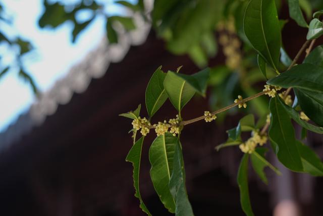 (251029) -- HANGZHOU, Oct. 29, 2025 (Xinhua) -- This photo taken on Oct. 29, 2025 shows a view of osmanthus flowers at a temple in the West Lake scenic spot in Hangzhou, east China's Zhejiang Province. Recently, osmanthus flowers in Hangzhou have entered blooming period. More than 5 million osmanthus trees are planted across the city, according to local authorities. (Xinhua/Huang Zongzhi)