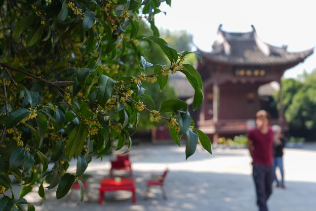 (251029) -- HANGZHOU, Oct. 29, 2025 (Xinhua) -- This photo taken on Oct. 29, 2025 shows a view of osmanthus flowers at a temple in the West Lake scenic spot in Hangzhou, east China's Zhejiang Province. Recently, osmanthus flowers in Hangzhou have entered blooming period. More than 5 million osmanthus trees are planted across the city, according to local authorities. (Xinhua/Huang Zongzhi)