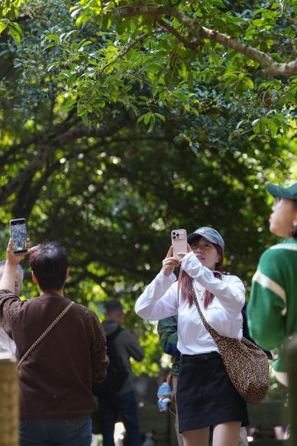 (251029) -- HANGZHOU, Oct. 29, 2025 (Xinhua) -- Tourists take photos of osmanthus flowers at Manjuelong Village in Hangzhou, east China's Zhejiang Province, Oct. 29, 2025. Recently, osmanthus flowers in Hangzhou have entered blooming period. More than 5 million osmanthus trees are planted across the city, according to local authorities. (Xinhua/Huang Zongzhi)