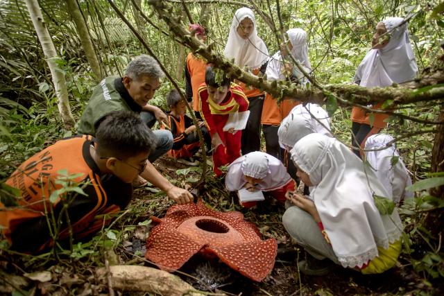 (251029) -- WEST SUMATRA, Oct. 29, 2025 (Xinhua) -- An officer shows a Rafflesia bloom to elementary students at Batang Palupuh Nature Reserve in Agam regency, West Sumatra province, Indonesia, Oct. 29, 2025. The visit is part of an educational initiative to introduce Indonesia's younger generation to the country's unique biodiversity. The Rafflesia, officially recognized as Indonesia's national "rare flower" and classified as endangered, serves as a powerful, real-world classroom for these elementary school children. (Photo by Andri Mardiansyah/Xinhua)