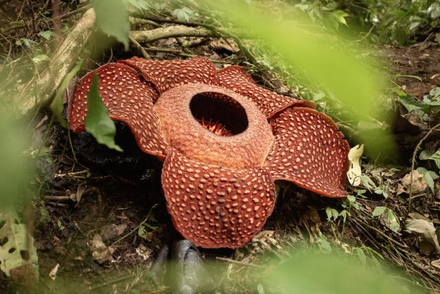 (251029) -- WEST SUMATRA, Oct. 29, 2025 (Xinhua) -- A Rafflesia bloom is seen at Batang Palupuh Nature Reserve in Agam regency, West Sumatra province, Indonesia, Oct. 29, 2025. The visit is part of an educational initiative to introduce Indonesia's younger generation to the country's unique biodiversity. The Rafflesia, officially recognized as Indonesia's national "rare flower" and classified as endangered, serves as a powerful, real-world classroom for these elementary school children. (Photo by Andri Mardiansyah/Xinhua)