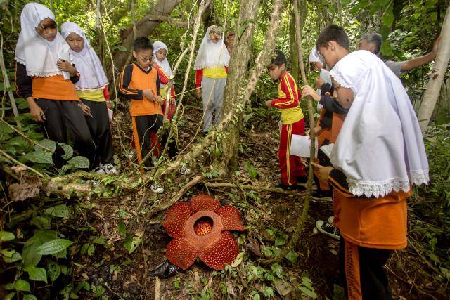 (251029) -- WEST SUMATRA, Oct. 29, 2025 (Xinhua) -- Elementary students look at a Rafflesia bloom at Batang Palupuh Nature Reserve in Agam regency, West Sumatra province, Indonesia, Oct. 29, 2025. The visit is part of an educational initiative to introduce Indonesia's younger generation to the country's unique biodiversity. The Rafflesia, officially recognized as Indonesia's national "rare flower" and classified as endangered, serves as a powerful, real-world classroom for these elementary school children. (Photo by Andri Mardiansyah/Xinhua)