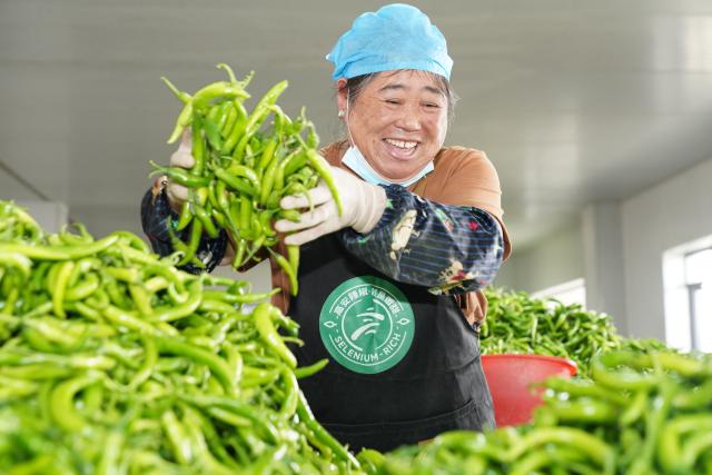 (251029) -- GAO'AN, Oct. 29, 2025 (Xinhua) -- A farmer sorts chili peppers at the sorting center of a chili pepper industry park in Shanghu Township of Gao'an City, east China's Jiangxi Province, Oct. 29, 2025. In recent years, the chili pepper industry park in Shanghu Township of Gao'an has actively expanded sales through internet live-streaming and other methods. (Xinhua/Dai Mingxuan)