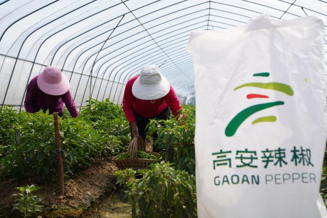 (251029) -- GAO'AN, Oct. 29, 2025 (Xinhua) -- Farmers pick chili peppers at a greenhouse of a chili pepper industry park in Shanghu Township of Gao'an City, east China's Jiangxi Province, Oct. 29, 2025. In recent years, the chili pepper industry park in Shanghu Township of Gao'an has actively expanded sales through internet live-streaming and other methods. (Xinhua/Dai Mingxuan)