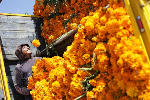 (251029) -- MEXICO CITY, Oct. 29, 2025 (Xinhua) -- A vendor unloads marigold flowers, known as cempasuchil, used during Day of the Dead celebrations, at the central de Abasto market in Mexico City, Oct. 29, 2025. (Photo by Francisco Canedo/Xinhua)