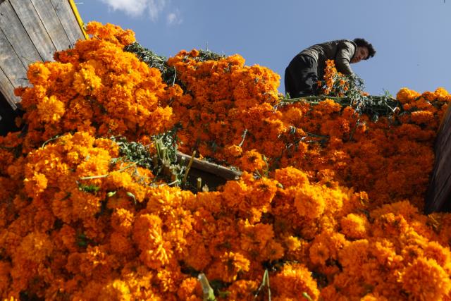 (251029) -- MEXICO CITY, Oct. 29, 2025 (Xinhua) -- A vendor unloads marigold flowers, known as cempasuchil, used during Day of the Dead celebrations, at the central de Abasto market in Mexico City, Oct. 29, 2025. (Photo by Francisco Canedo/Xinhua)