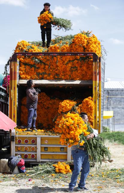 (251029) -- MEXICO CITY, Oct. 29, 2025 (Xinhua) -- Vendors unload marigold flowers, known as cempasuchil, used during Day of the Dead celebrations, at the central de Abasto market in Mexico City, Oct. 29, 2025. (Photo by Francisco Canedo/Xinhua)