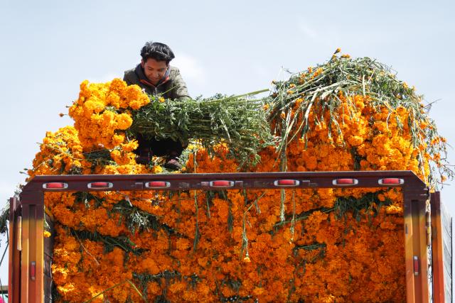 (251029) -- MEXICO CITY, Oct. 29, 2025 (Xinhua) -- A vendor unloads marigold flowers, known as cempasuchil, used during Day of the Dead celebrations, at the central de Abasto market in Mexico City, Oct. 29, 2025. (Photo by Francisco Canedo/Xinhua)