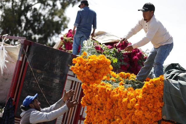 (251029) -- MEXICO CITY, Oct. 29, 2025 (Xinhua) -- Vendors unload marigold flowers, known as cempasuchil, used during Day of the Dead celebrations, at the central de Abasto market in Mexico City, Oct. 29, 2025. (Photo by Francisco Canedo/Xinhua)