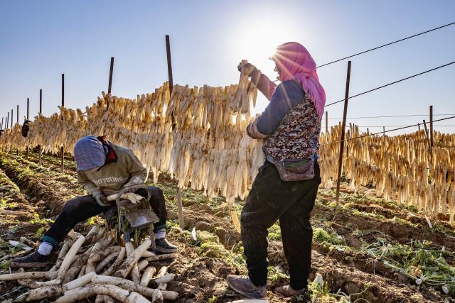 (251030) -- WUZHONG, Oct. 30, 2025 (Xinhua) -- Farmers dry white radish strips at Hongde Village of Hongsibu District in Wuzhong City, northwest China's Ningxia Hui Autonomous Region, on Oct. 29, 2025. Hongsibu District of Wuzhong has now entered the harvest season of 15,200 mu (about 1,013.33 hectares) of radishes. (Xinhua/Yang Zhisen)