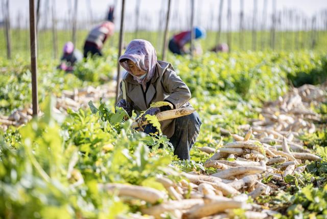 (251030) -- WUZHONG, Oct. 30, 2025 (Xinhua) -- Farmers harvest white radishes at Hongde Village of Hongsibu District in Wuzhong City, northwest China's Ningxia Hui Autonomous Region, on Oct. 29, 2025. Hongsibu District of Wuzhong has now entered the harvest season of 15,200 mu (about 1,013.33 hectares) of radishes. (Xinhua/Yang Zhisen)