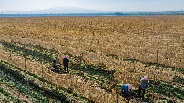 (251030) -- WUZHONG, Oct. 30, 2025 (Xinhua) -- A drone photo taken on Oct. 29, 2025 shows farmers drying white radish strips at Hongde Village of Hongsibu District in Wuzhong City, northwest China's Ningxia Hui Autonomous Region. Hongsibu District of Wuzhong has now entered the harvest season of 15,200 mu (about 1,013.33 hectares) of radishes. (Xinhua/Yang Zhisen)