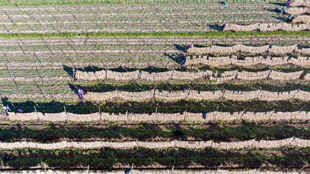 (251030) -- WUZHONG, Oct. 30, 2025 (Xinhua) -- An aerial drone photo taken on Oct. 29, 2025 shows farmers drying white radish strips at Hongde Village of Hongsibu District in Wuzhong City, northwest China's Ningxia Hui Autonomous Region. Hongsibu District of Wuzhong has now entered the harvest season of 15,200 mu (about 1,013.33 hectares) of radishes. (Xinhua/Yang Zhisen)