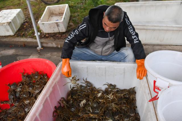 (251030) -- YIYANG, Oct. 30, 2025 (Xinhua) -- A crab farmer sorts freshly harvested hairy crabs at Heba Town in Datonghu District of Yiyang City, central China's Hunan Province, Oct. 30, 2025. Datong Lake in Yiyang has entered the hairy crab harvesting season. Local aquaculture companies and crab farmers are busy harvesting hairy crabs and distributing them to various markets. In 2025, the hairy crab farming area in Datonghu District has reached 32,000 mu (about 2,133.33 hectares), with an estimated annual output of around 3,000 tonnes. (Xinhua/Chen Zhenhai)