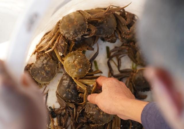 (251030) -- YIYANG, Oct. 30, 2025 (Xinhua) -- A crab farmer sorts freshly harvested hairy crabs at Heba Town in Datonghu District of Yiyang City, central China's Hunan Province, Oct. 28, 2025. Datong Lake in Yiyang has entered the hairy crab harvesting season. Local aquaculture companies and crab farmers are busy harvesting hairy crabs and distributing them to various markets. In 2025, the hairy crab farming area in Datonghu District has reached 32,000 mu (about 2,133.33 hectares), with an estimated annual output of around 3,000 tonnes. (Xinhua/Dai Mingxuan)
