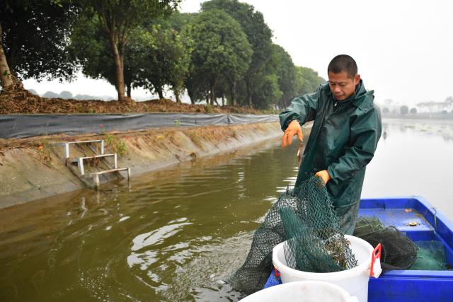 (251030) -- YIYANG, Oct. 30, 2025 (Xinhua) -- A crab farmer harvests hairy crabs at Heba Town in Datonghu District of Yiyang City, central China's Hunan Province, Oct. 30, 2025. Datong Lake in Yiyang has entered the hairy crab harvesting season. Local aquaculture companies and crab farmers are busy harvesting hairy crabs and distributing them to various markets. In 2025, the hairy crab farming area in Datonghu District has reached 32,000 mu (about 2,133.33 hectares), with an estimated annual output of around 3,000 tonnes. (Xinhua/Chen Zhenhai)