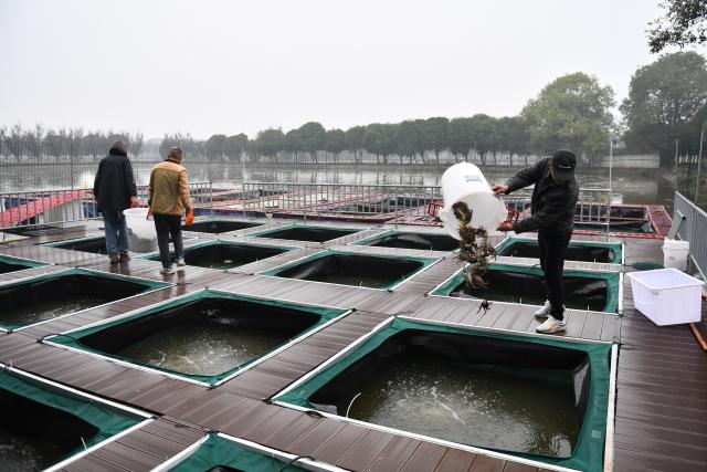 (251030) -- YIYANG, Oct. 30, 2025 (Xinhua) -- Crab farmers transport freshly harvested hairy crabs into temporary ponds at Heba Town in Datonghu District of Yiyang City, central China's Hunan Province, Oct. 30, 2025. Datong Lake in Yiyang has entered the hairy crab harvesting season. Local aquaculture companies and crab farmers are busy harvesting hairy crabs and distributing them to various markets. In 2025, the hairy crab farming area in Datonghu District has reached 32,000 mu (about 2,133.33 hectares), with an estimated annual output of around 3,000 tonnes. (Xinhua/Chen Zhenhai)