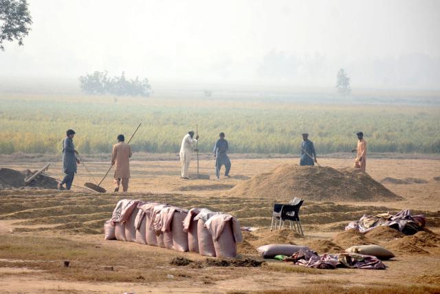 (251030) -- LAHORE, Oct. 30, 2025 (Xinhua) -- Farmers work in a smog-shrouded field in Lahore, Pakistan on Oct. 30, 2025. (Photo by Sajjad/Xinhua)