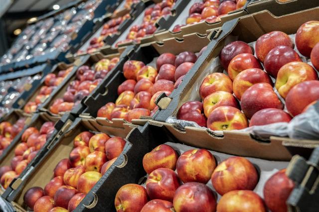 (251030) -- JOHANNESBURG, Oct. 30, 2025 (Xinhua) -- Trays of nectarines are seen on a shelf at the Johannesburg Fresh Produce Market in South Africa, on Oct. 29, 2025. In recent days, South African fruit traders have been actively stocking up on fruit for export to China. According to a recent trade agreement reached between the South African and Chinese governments, South Africa is authorized to export five types of fruits, including apricots, peaches, nectarines, plums, and prunes, to China. (Photo by Shiraaz Mohamed/Xinhua)