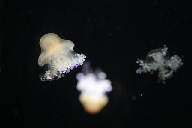(251031) -- SINGAPORE, Oct. 31, 2025 (Xinhua) -- This photo taken on Oct. 30, 2025 shows jellyfish at Singapore Oceanarium in Singapore. (Photo by Then Chih Wey/Xinhua)