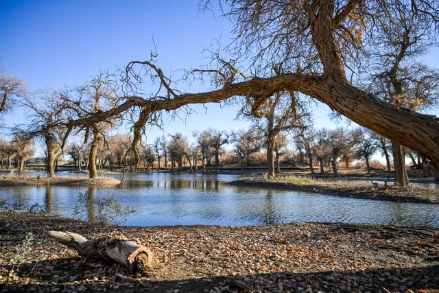 (251031) -- EJINA BANNER, Oct. 31, 2025 (Xinhua) -- This photo taken on Oct. 30, 2025 shows the scenery of a populus euphratica forest in Ejina Banner, north China's Inner Mongolia Autonomous Region. (Xinhua/Lian Zhen)