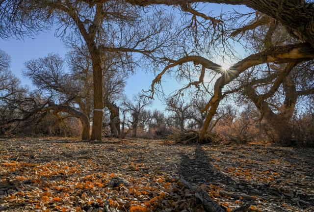 (251031) -- EJINA BANNER, Oct. 31, 2025 (Xinhua) -- This photo taken on Oct. 30, 2025 shows the scenery of a populus euphratica forest in Ejina Banner, north China's Inner Mongolia Autonomous Region. (Xinhua/Lian Zhen)