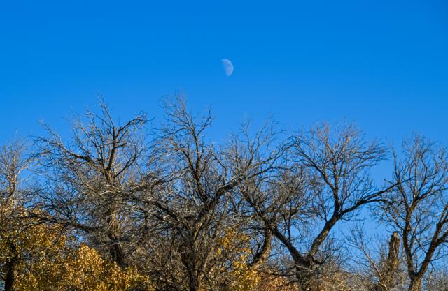 (251031) -- EJINA BANNER, Oct. 31, 2025 (Xinhua) -- This photo taken on Oct. 30, 2025 shows a view of a populus euphratica forest in Ejina Banner, north China's Inner Mongolia Autonomous Region. (Xinhua/Lian Zhen)