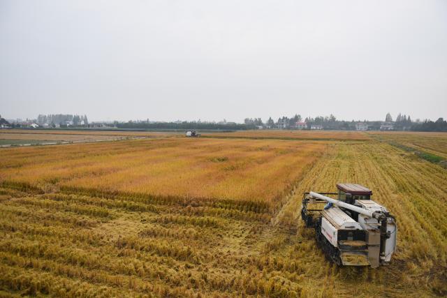 (251031) -- CHANGSHA, Oct. 31, 2025 (Xinhua) -- A harvester works in the field in Wangjiahu Village, Datonghu District of Yiyang City, central China's Hunan Province, Oct. 29, 2025.
  Over 2,000 mu (about 133.33 hectares) of late rice fields operated by a professional cooperative in Datonghu District of Yiyang City have entered harvest season.
   Qiu Bin, a "post-90s" man, returned to his hometown of Wangjiahu Village in Heba Town in 2019 to take over the cooperative founded by his father Qiu Guoqing. 
   Qiu Bin has applied more machinery and unmanned aerial vehicle equipment in seedling cultivation, farming, management, harvesting, and storage to improve rice planting efficiency and refine management. The quality and yield of rice in his cooperative have thus been enhanced. (Xinhua/Chen Zhenhai)